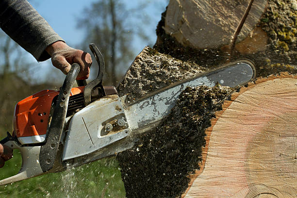 Large Tree Removal in Liberty Corner, NJ